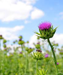 Milk Thistle