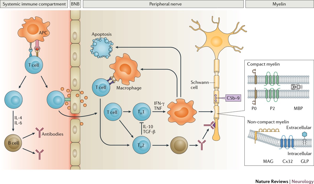Chronic Inflammatory